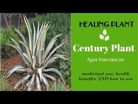 HEALING PLANT: Century Plant (Agave Americana linn.) medicinal use, health benefits and how to use