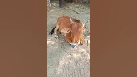 complete 1 million subscriber #penguin #challenge #funny #viral #mrbeast #shorts