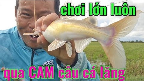 nghỉ lễ 2/9/ câu cá lăng vùng biên giới VIỆT NAM- CAMPUCHIA/ sát bên CASINO