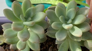 Graptoveria Ellen e outras suculentas pouco mostradas | Sol pleno ...