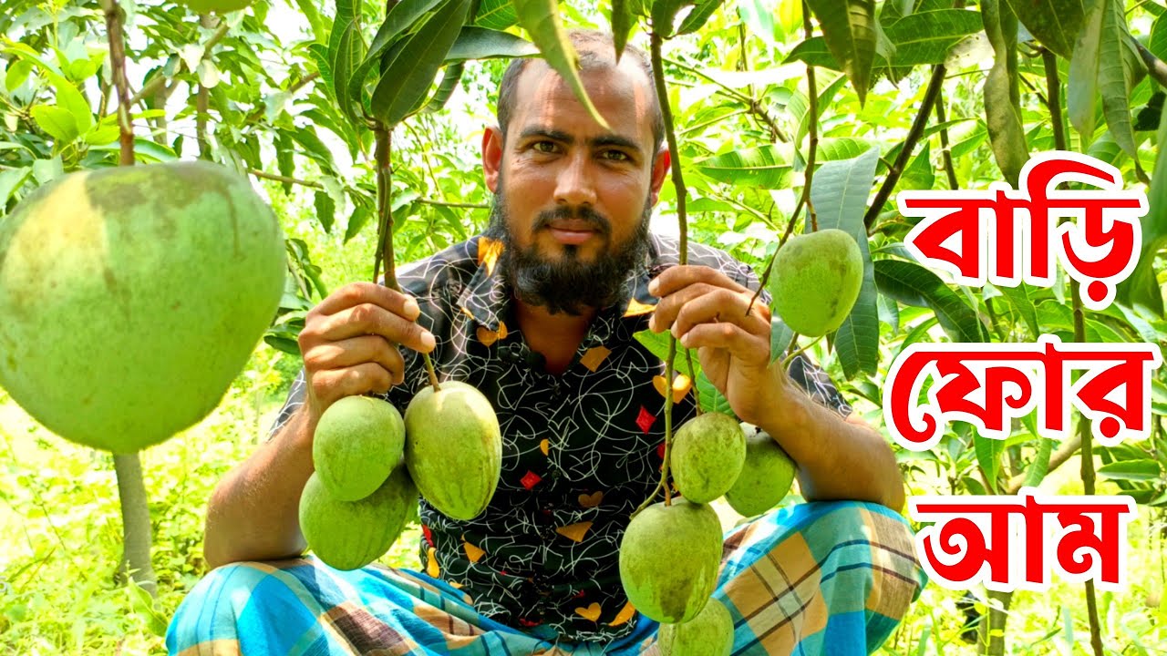 বাড়ি ফোর আমের বাম্পার ফলন | bari 4 mango plant | bari 4 mango tree ...