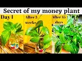 தமிழில்-Tips to grow money plant faster at home | My secret to bushy and longer money plant