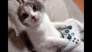 Skyrim with Grey