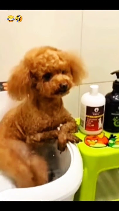 #приколы #юмор #смех #ржака #животные - YouTube