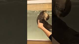 カワウソをあやつる魔法の手