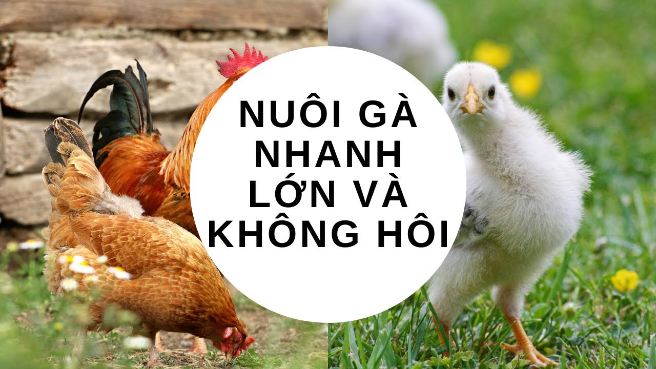 Nuôi Gà nhanh lớn và Không hôi diện tích 10m2 ở Thành phố| HD nuôi gà| Vy's Farm