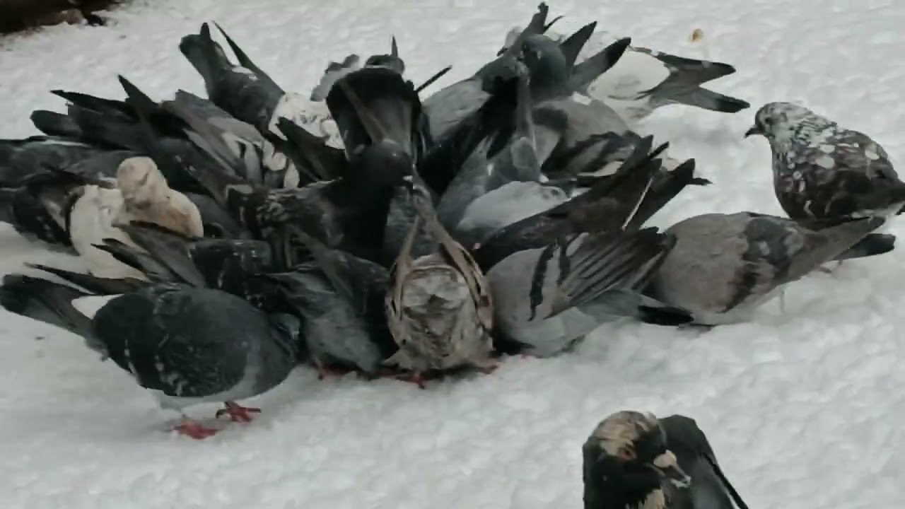 Зима, мороз, смачний сніданок