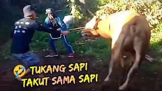 Sapi Qurban Ngamuk Ngamuk‼️ Akibat Salah Paham Miskomunikasi Sopir Dan Kernet 