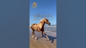🍀 قرآن كريم 🍀 سورة العاديات 🍀 تلاوة هادئة بصوت خاشع جميل 🍀 القارئ الشيخ ماهر المعيقلي 🍀
