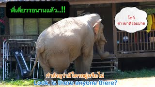 Ep.524 มีใครอยู่มั้ย..?? พลายเดี่ยวหลับแวะมาทักทาย#wildlife #เขาใหญ่ #ช้างป่า #nature #ช้าง