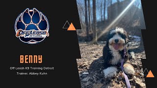 Benny the Bernedoodle’s Epic Transformation!