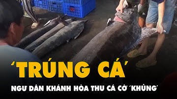 Ngư dân Khánh Hòa trúng mẻ cá cờ 
