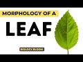 Morphology of a Leaf 🍃 🌿 | Morphology of flowering plants | Biology Bloom