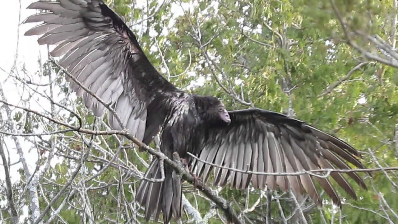 Turkey vulture, Peptbo Ontario YouTube
