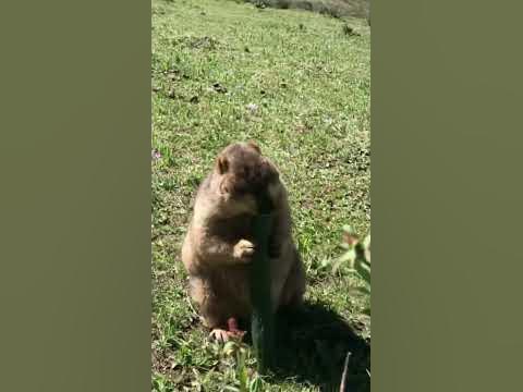 Степной сурок#marmot - YouTube