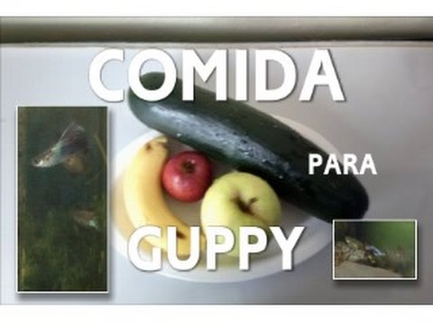 Video: Cómo Alimentar A Los Peces Guppy