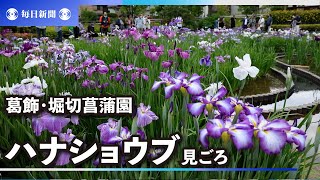 200種、6000株のハナショウブが見ごろ　東京・堀切菖蒲園