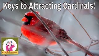 All About Cardinals and How To Attract Them?