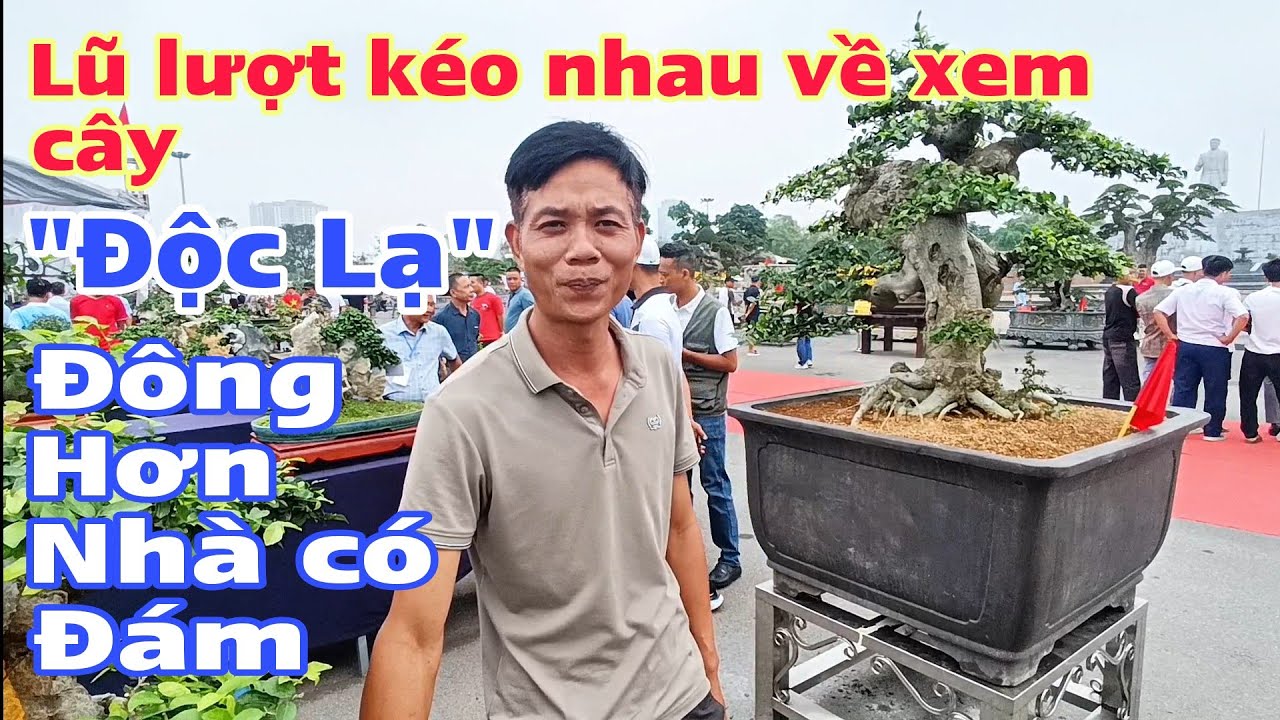 Lũ lượt kéo nhau về xem cây 