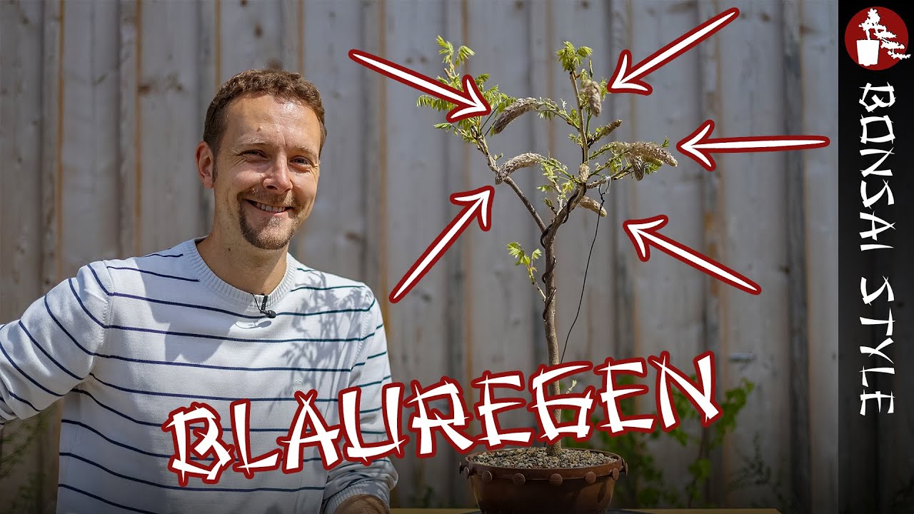 Nach 5 Jahren die erste Blüte | 