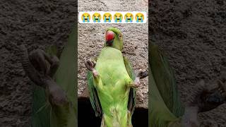 টিয়া পাখির বাচ্চার দাম কত🦜Baby parrot growth day by day #babyparrot #parrotsound #parrot #মিঠু