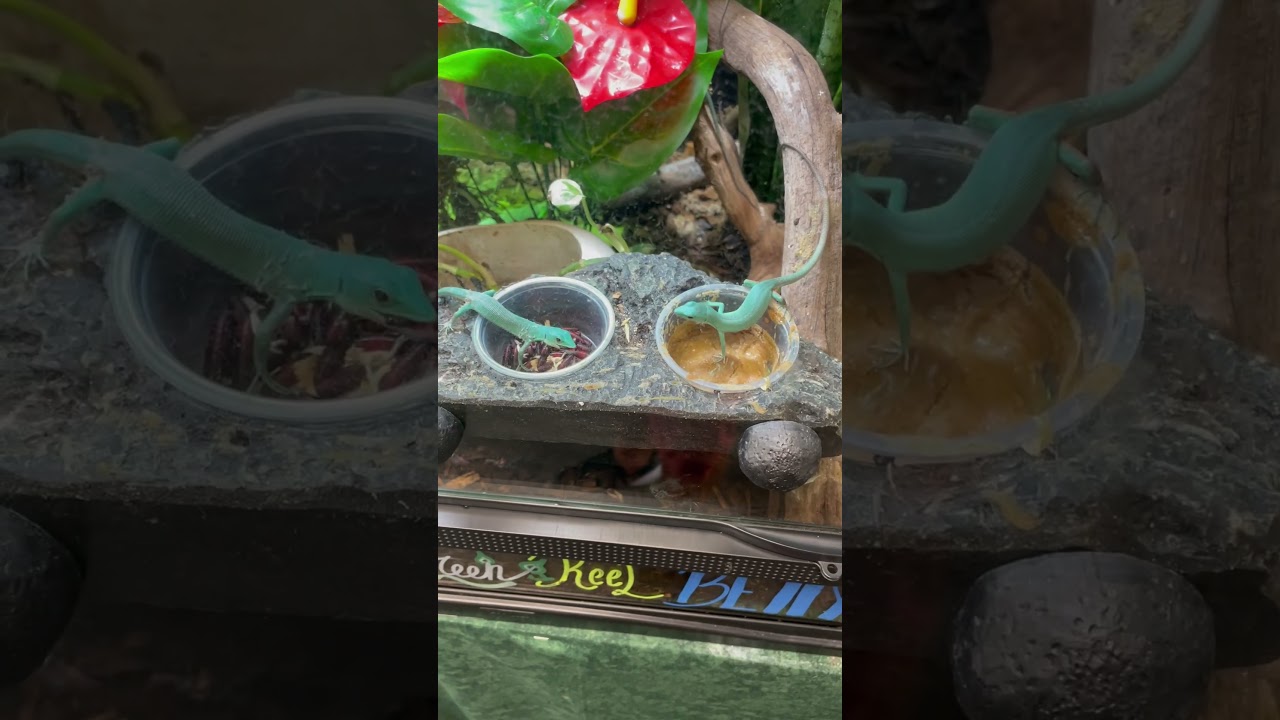 Baby green keel-bellied lizards eating at creepy creatures Farmingdale