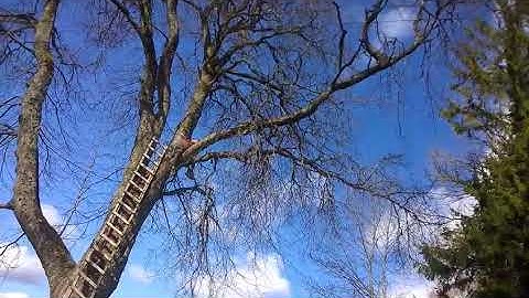 Falling tree branch breaks ladder