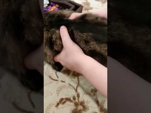 اذا شفنا قط تشردق او اختنق و بصعوبة عميتنفس شو نعمل  