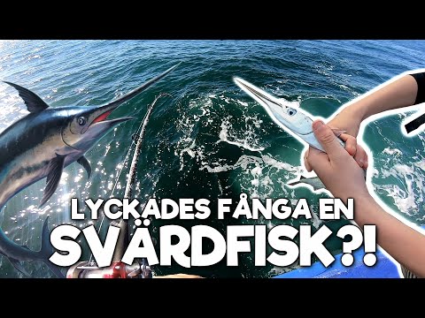 Video: Hur Man Tar Hand Om Svärdfisk