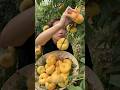 Amazing fruit that looks great.#fruit#fruitcutting#garden#farming#nature#shorts