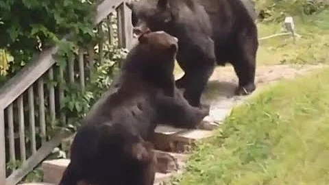 Black bears engage in street brawls| CCTV English