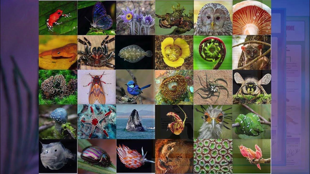 Тест многообразие живых. Разнообразие организмов. Биология 7 многообразие. Разнообразие живых организмов. Многообразие живого и наука систематика 7 класс.