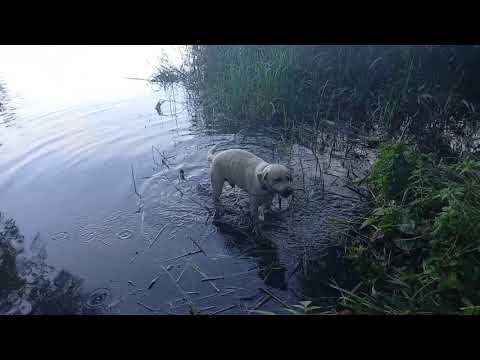 Video: Runtuh Selama Latihan Di Labrador Retriever