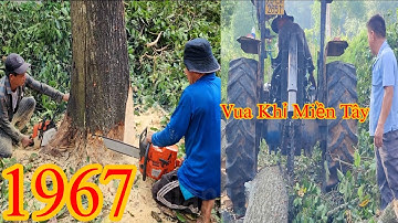 Xe máy cày hỗ trợ Vua Khỉ Miền Tây cưa 3 cây Sao và Dầu Cutting trees