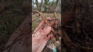 Înmulțirea arbuştilor - exemplu afin siberian (lonicera caerulea) soiul Boreal Blizzard
