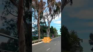 Beautiful Allay of Eucalyptus trees in CA, USA