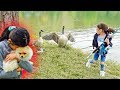 We Can't BELIEVE They GOT ATTACKED By DUCK'S!!! ** SCARY**