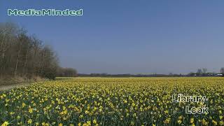 CameraTalk: Bulbfields Galore