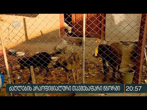 ძაღლების არაოფიციალური თავშესაფარი წნორში