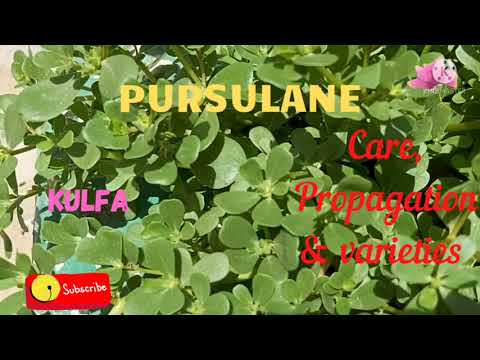 Video: Bustani Purslane