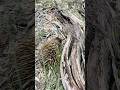 Wild echidna says hello #aussienature #echidna
