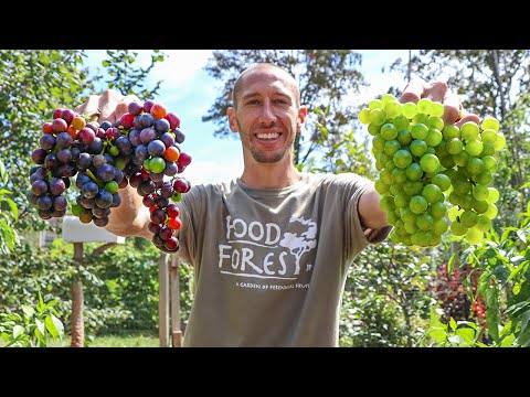 How to Grow Grapes, Complete Growing Guide