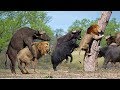 Lion vs Buffalo Battle is not never | Buffalo Too Angry Destroy The Strongest Lion in African