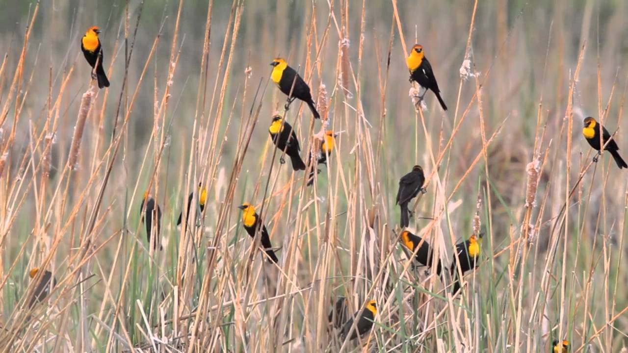 Yellow-headed Blackbirds at Yolo Basin 