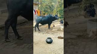 #ORIYA CHIRUDIH SANATAN MAHATOR KARA #🐃