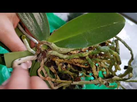 Как отделить прикорневую