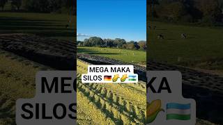 MAKASILOS BOSISH. #simmental #maissilage #farm #reels #germaniya #uzbekistan