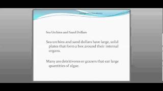 28-4 Echinoderms (Part 2)