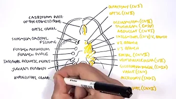 Which cranial nerves travel out of the skull?