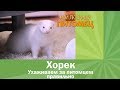 Ухаживаем за хорьком (фреткой) правильно